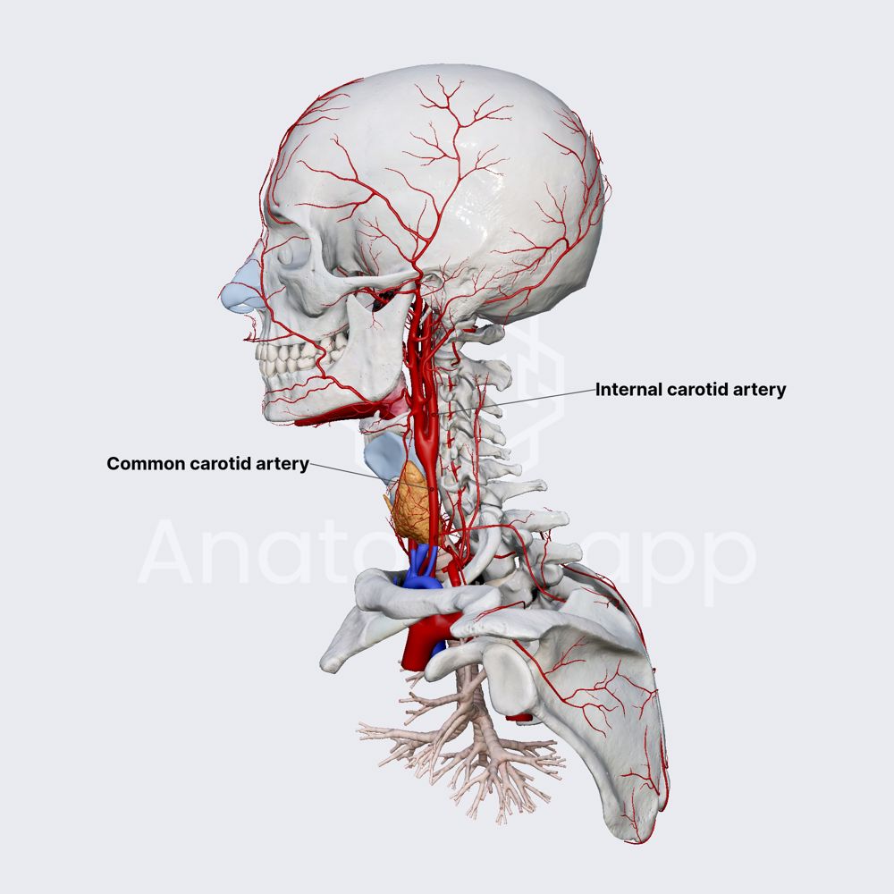 Internal carotid artery