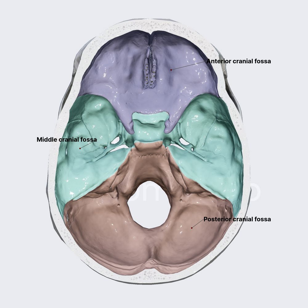 Internal cranial base (fossae)