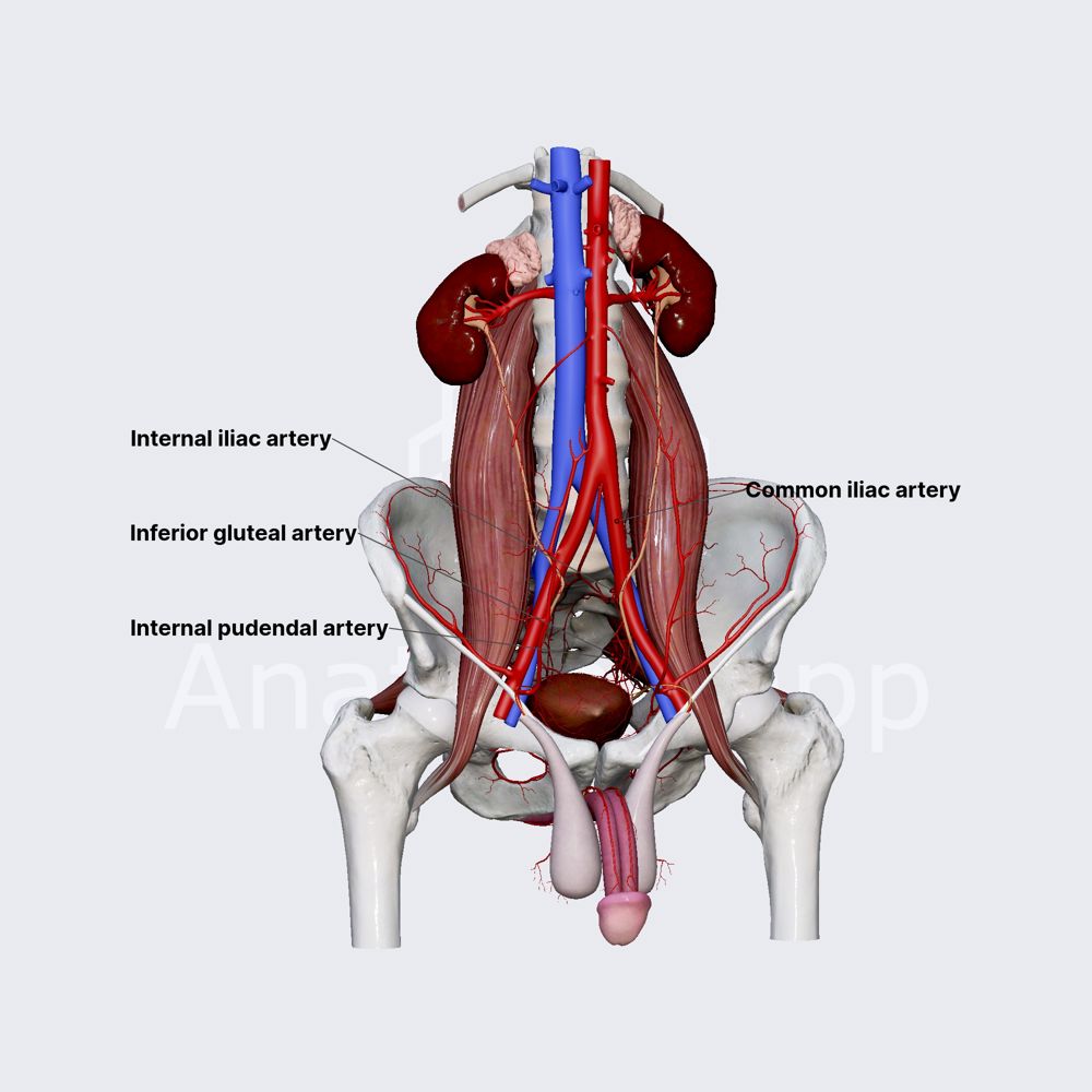 Internal iliac artery