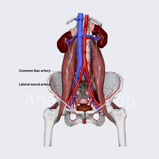 Internal iliac artery (female pelvis) image