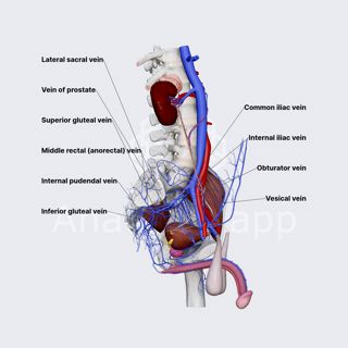 Internal iliac vein image