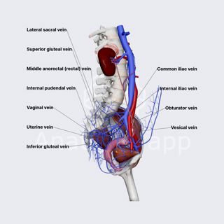 Internal iliac vein (female pelvis) image