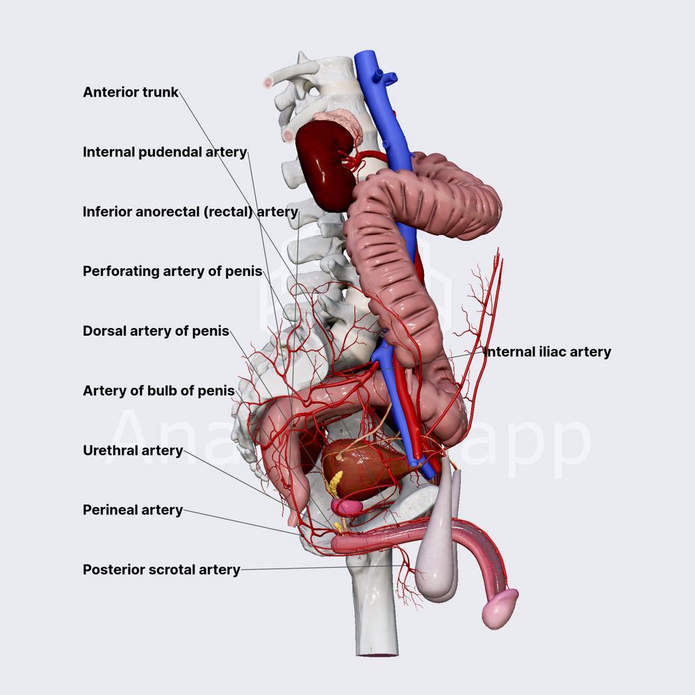 Internal pudendal artery