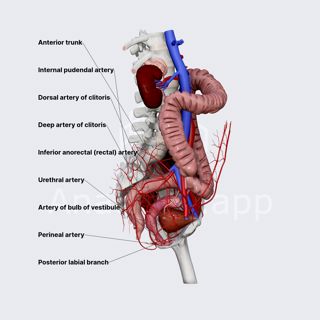 Internal pudendal artery (female pelvis) image