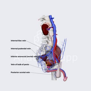 Internal pudendal vein image