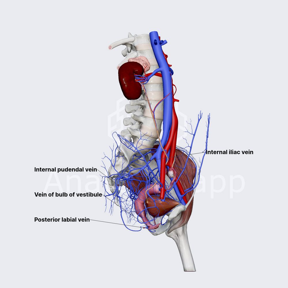 Internal pudendal vein