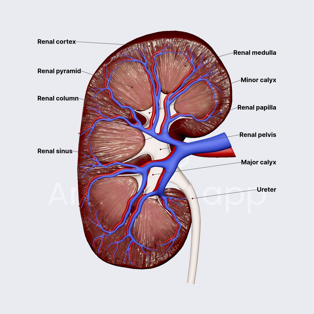 Internal structure of kidneys