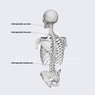 Interspinales muscles image