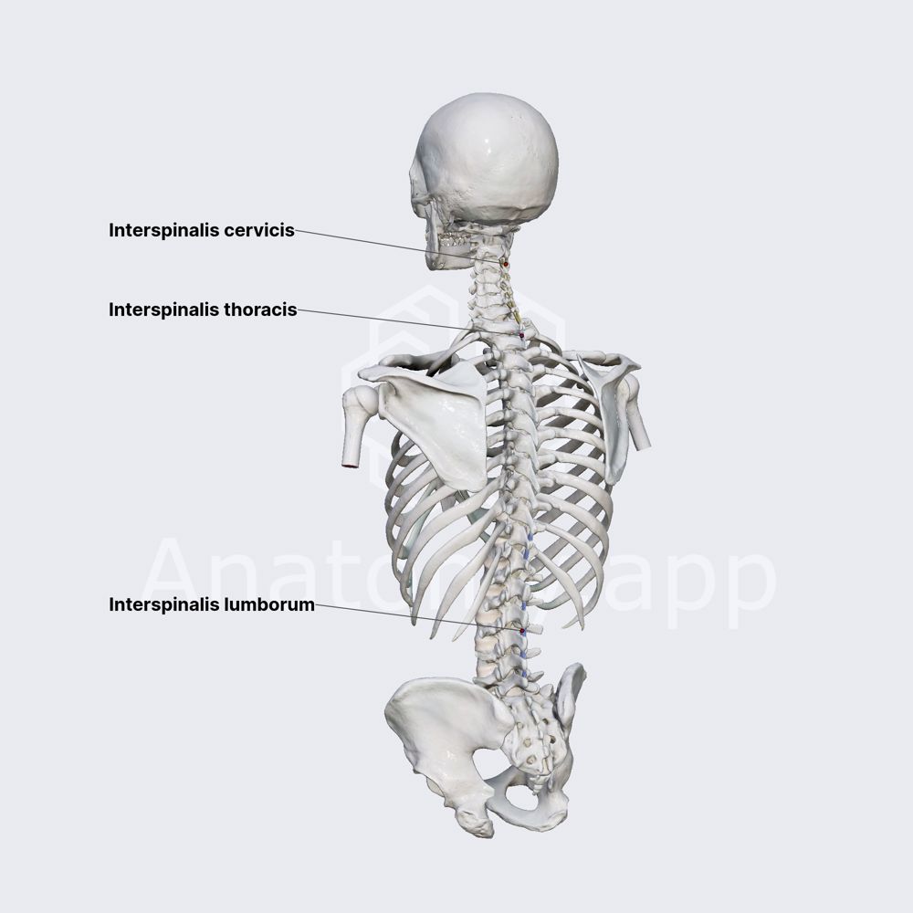 Interspinales muscles
