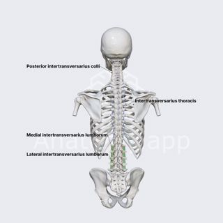 Intertransversarii muscles image
