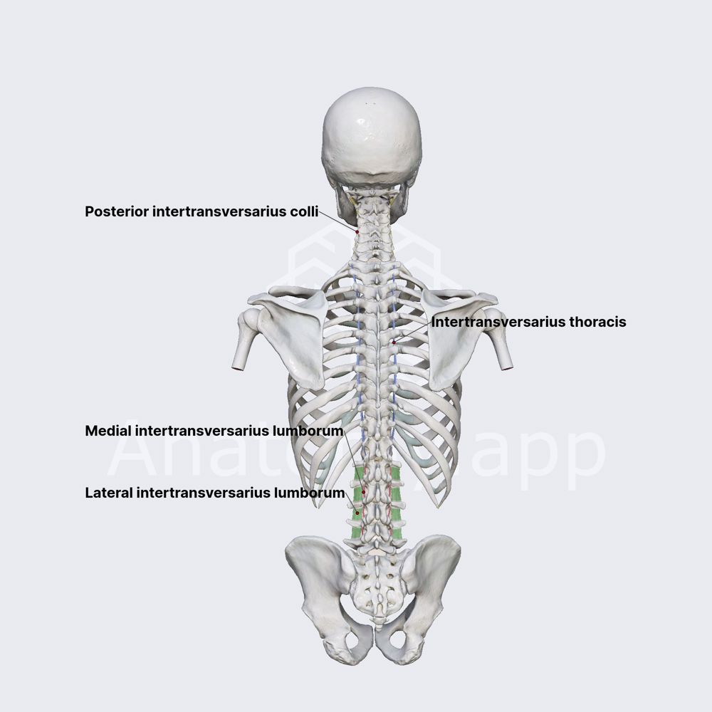 Intertransversarii muscles