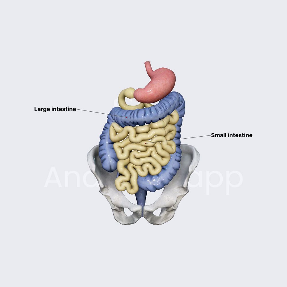 Intestines