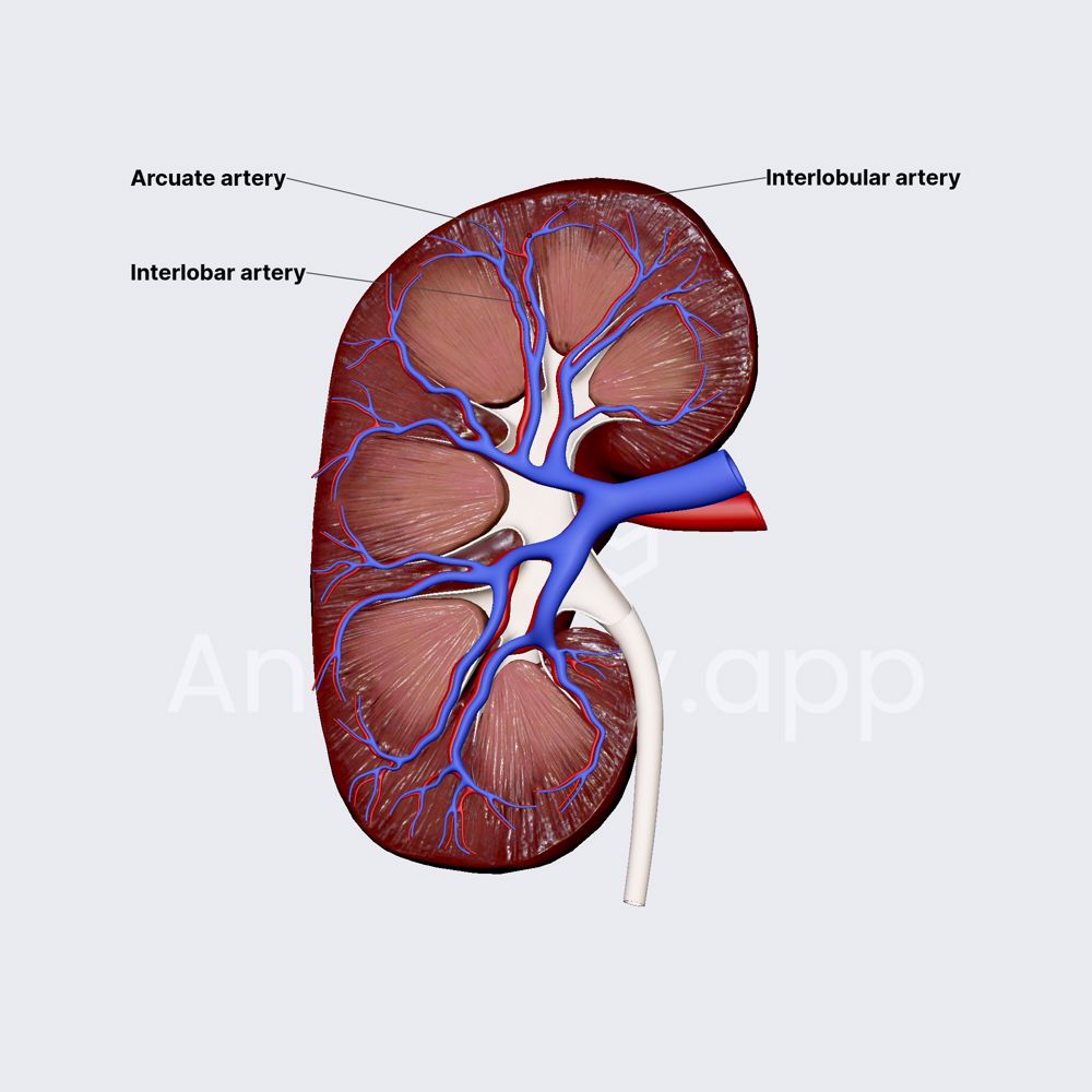 Intrarenal arteries