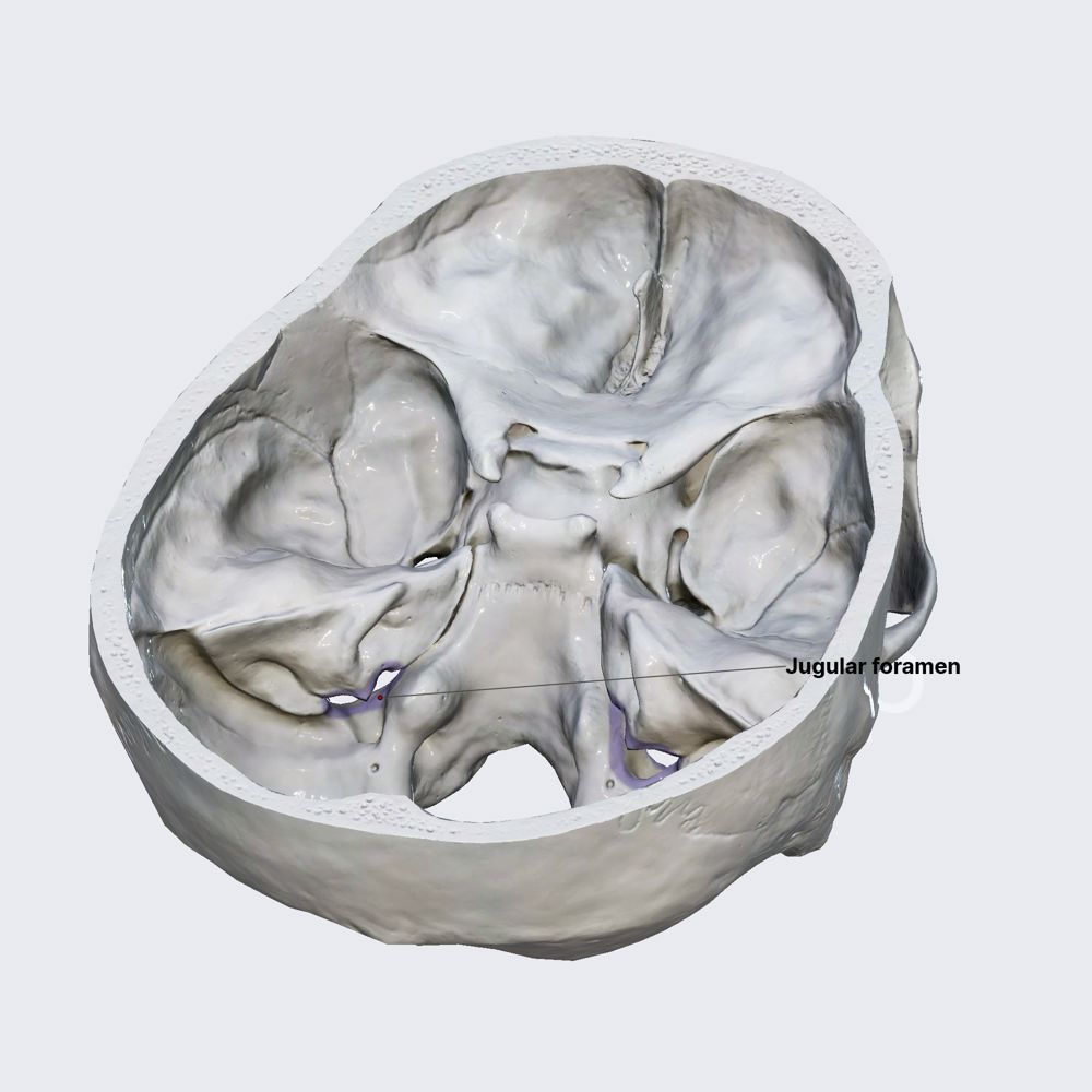 Jugular foramen