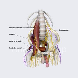 Lateral femoral cutaneous nerve (male pelvis) image