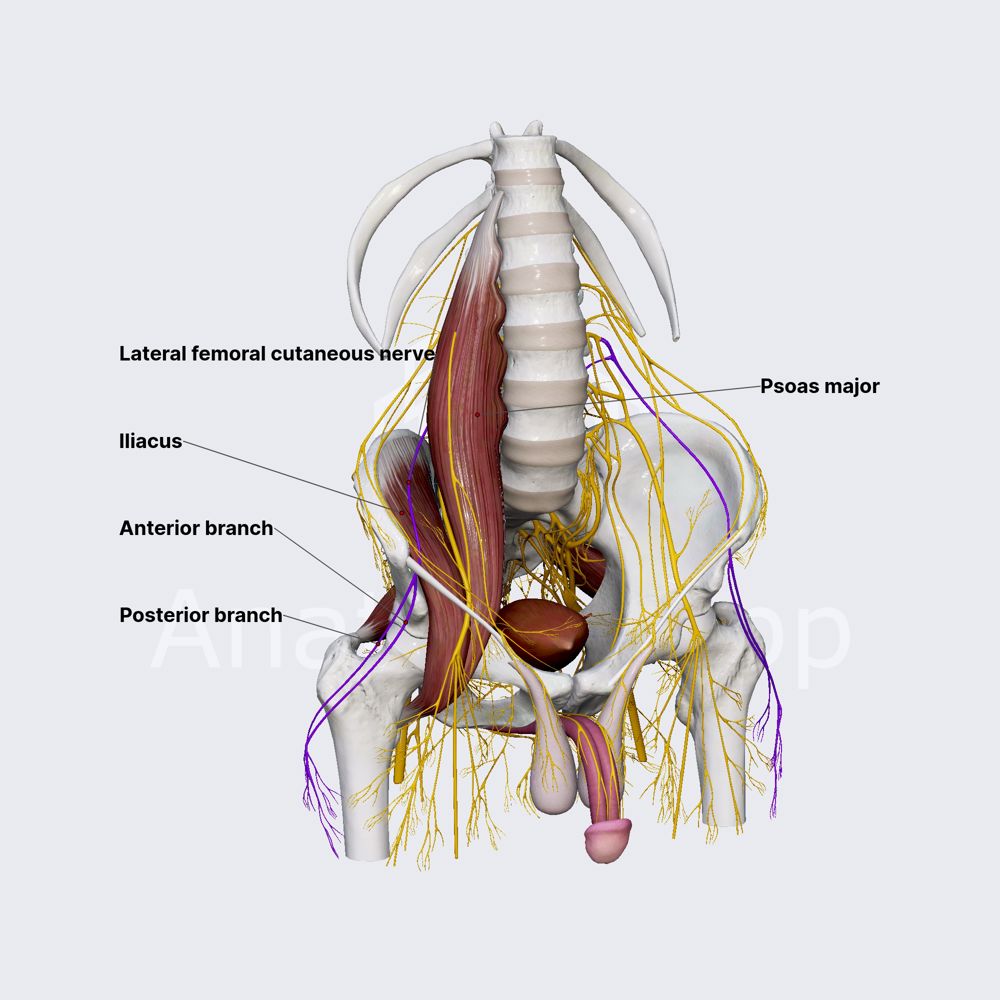 Lateral femoral cutaneous nerve