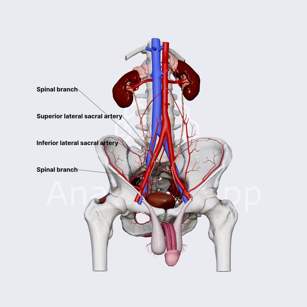 Lateral sacral arteries