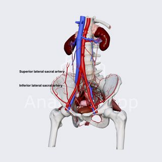 Lateral sacral arteries (female pelvis) image