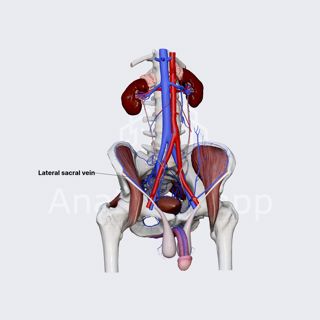 Lateral sacral veins image