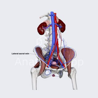 Lateral sacral veins (female pelvis) image