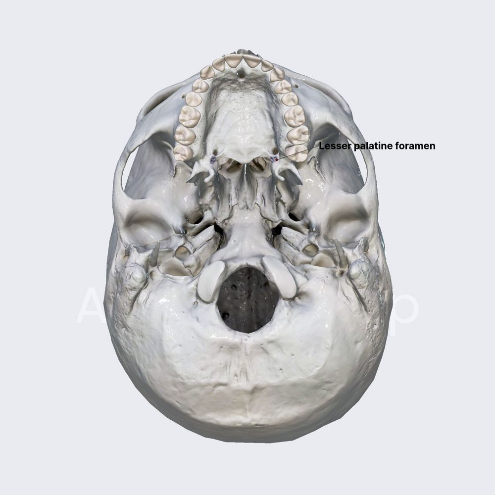 Lesser palatine foramina