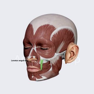 Levator anguli oris image