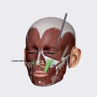 Levator labii superioris image