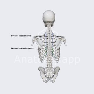 Levatores costarum muscles image