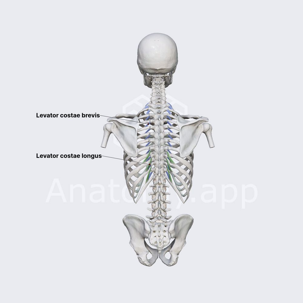 Levatores costarum muscles