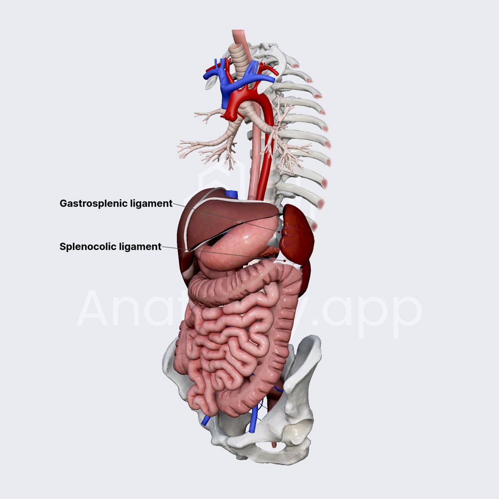 Ligaments of spleen