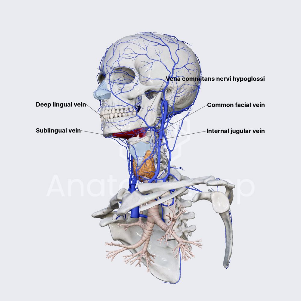 Lingual veins