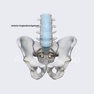 Long ligaments of vertebral column image