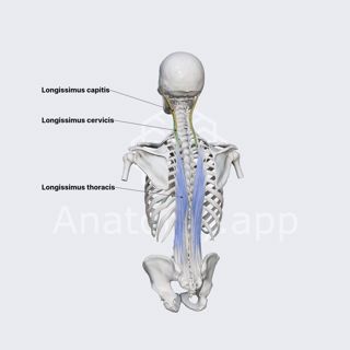 Longissimus muscle image