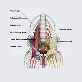 Lumbar plexus (male pelvis) image