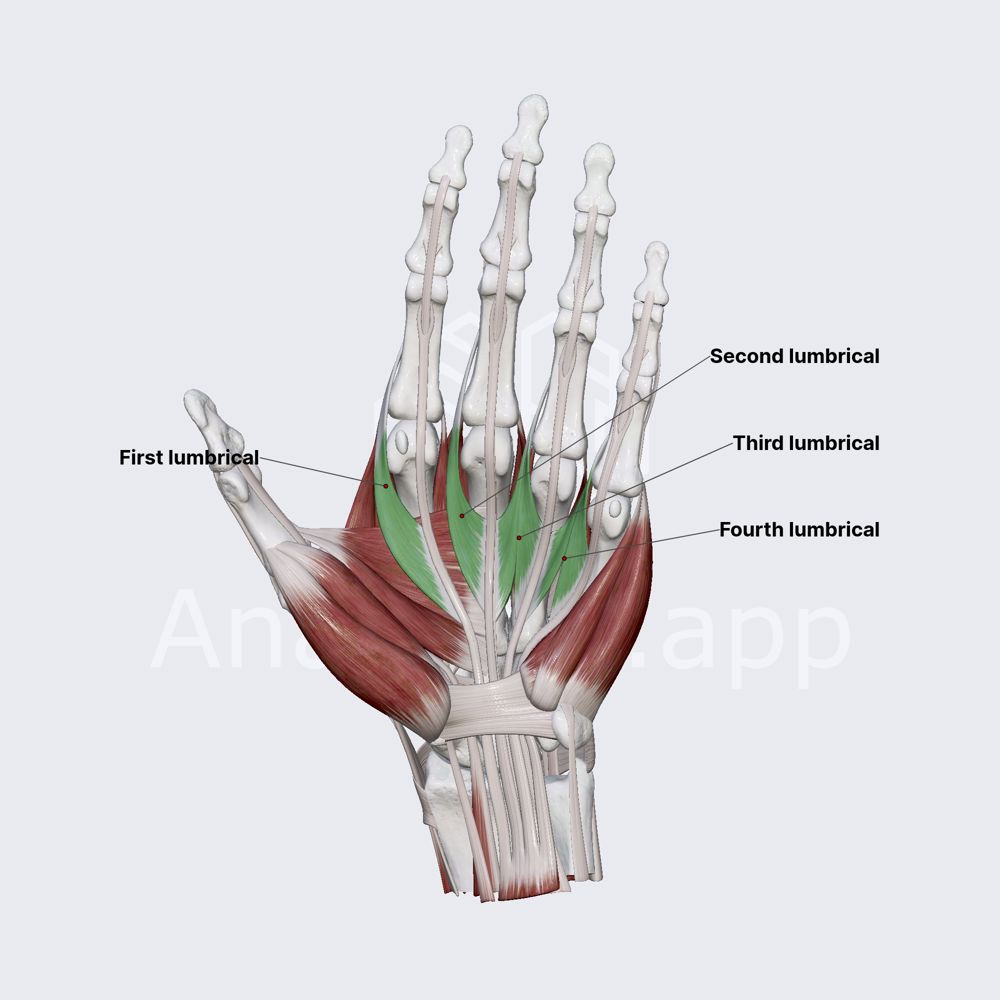 Lumbricals of hand