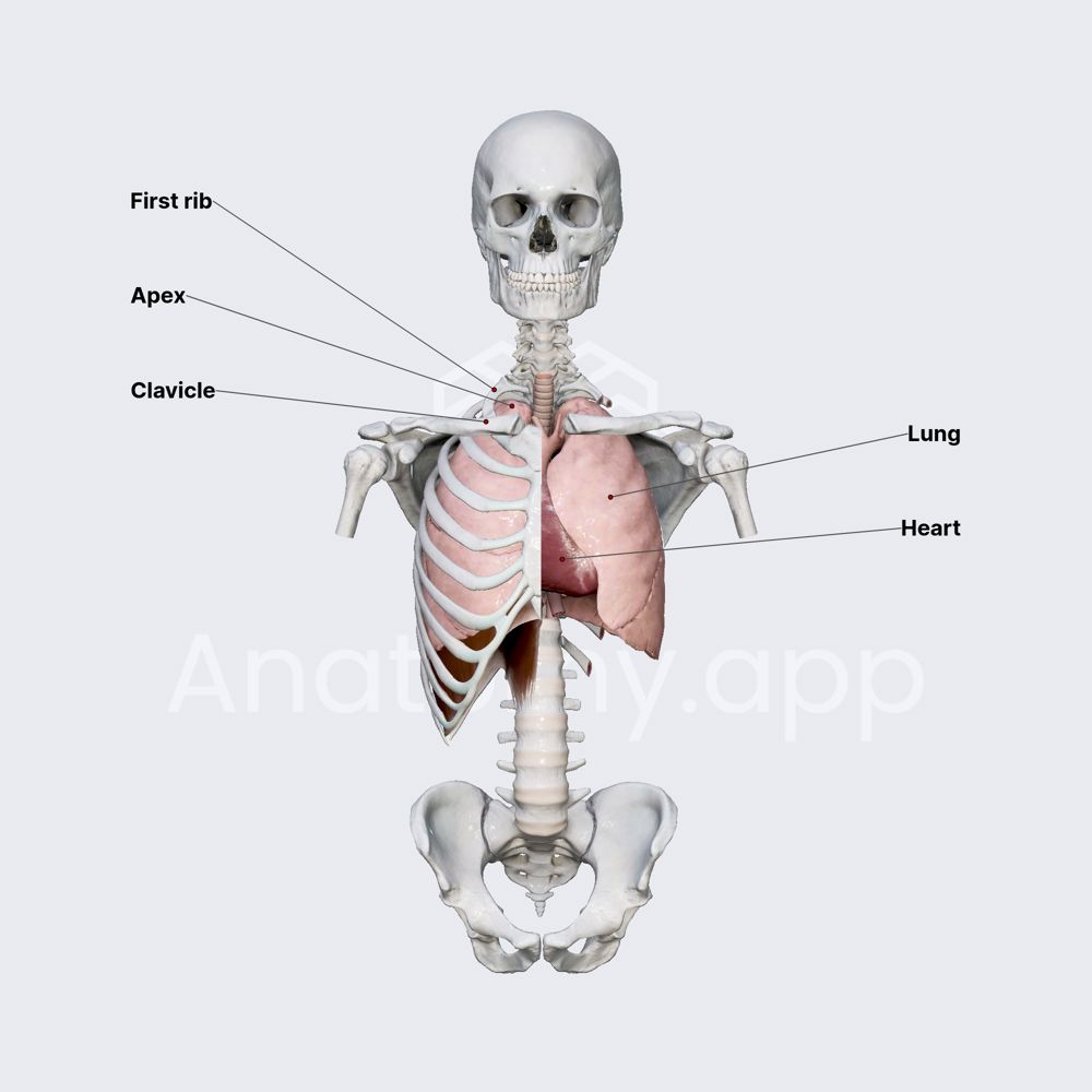 Lungs