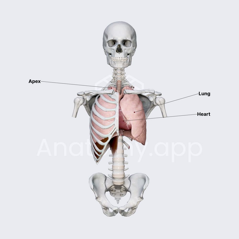 Lungs