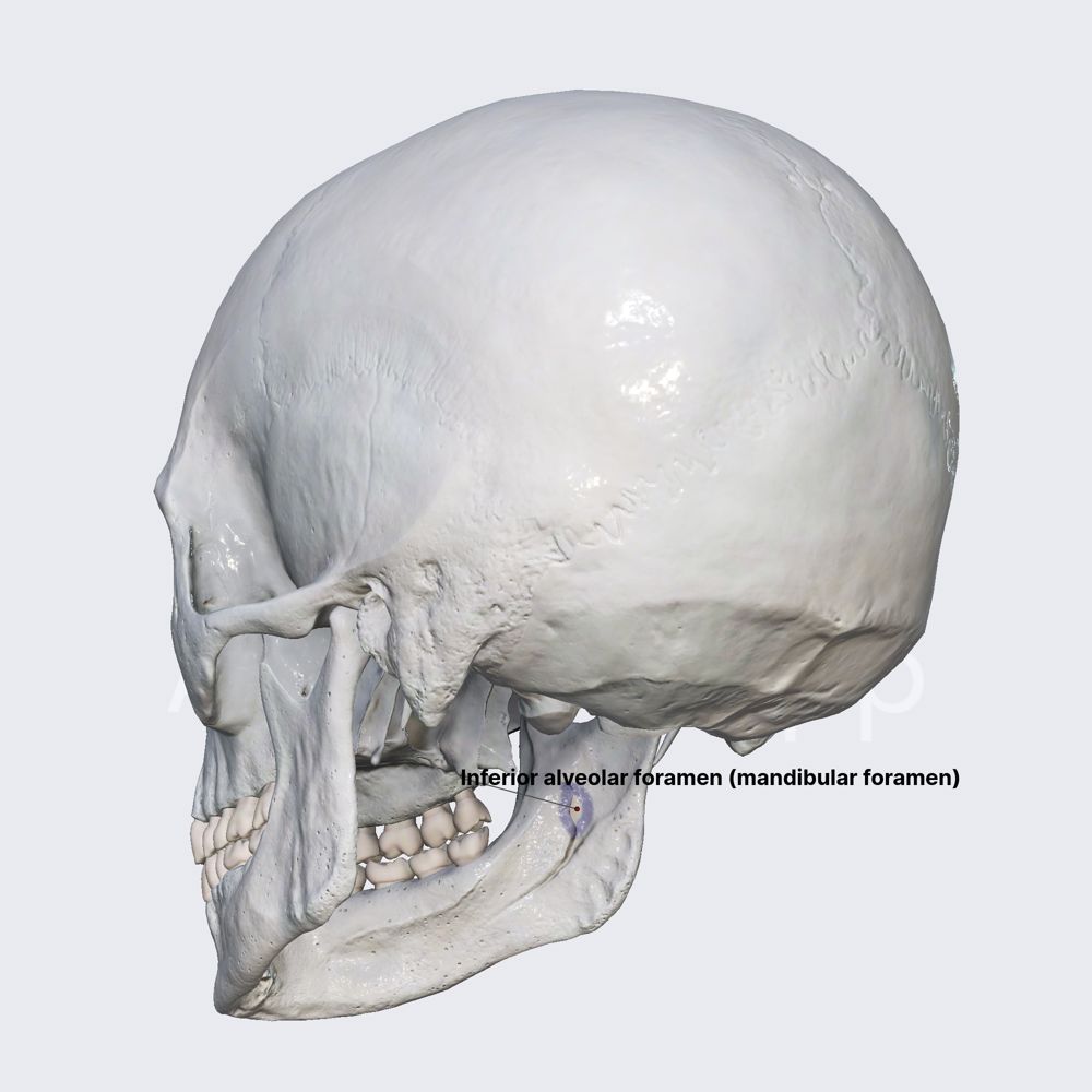 Inferior alveolar foramen (mandibular foramen)