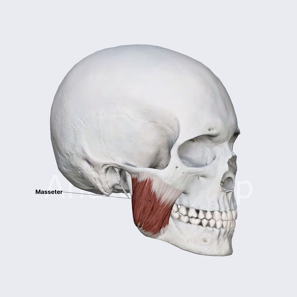 Masseter muscle