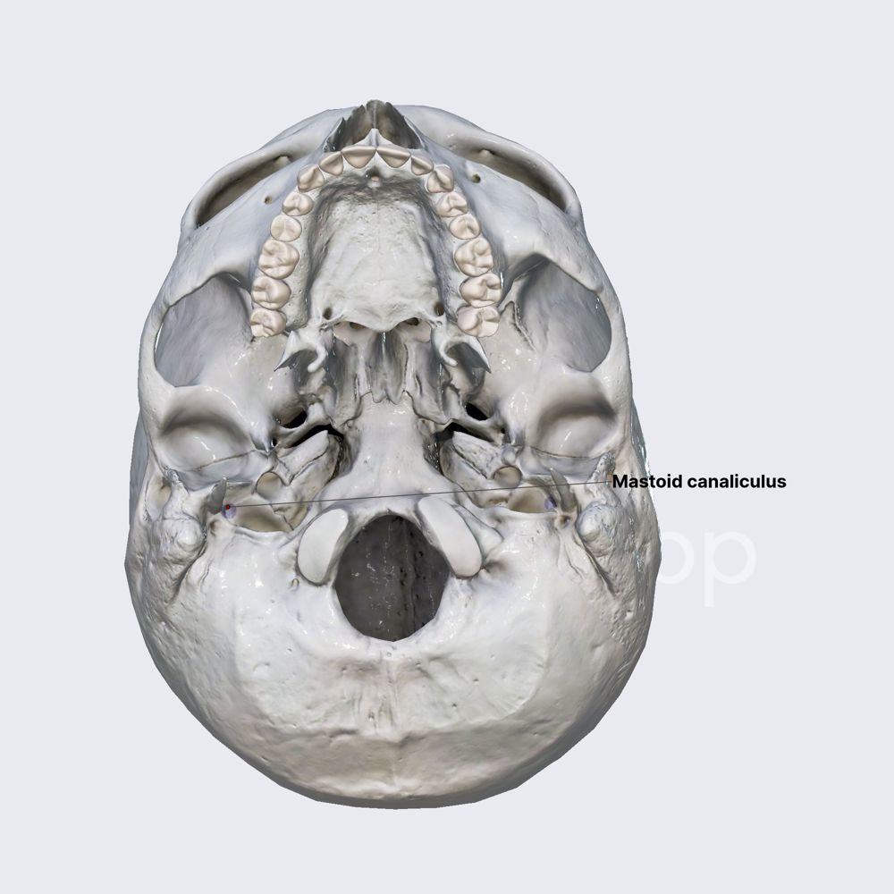 Mastoid canaliculus (Arnold's canal)