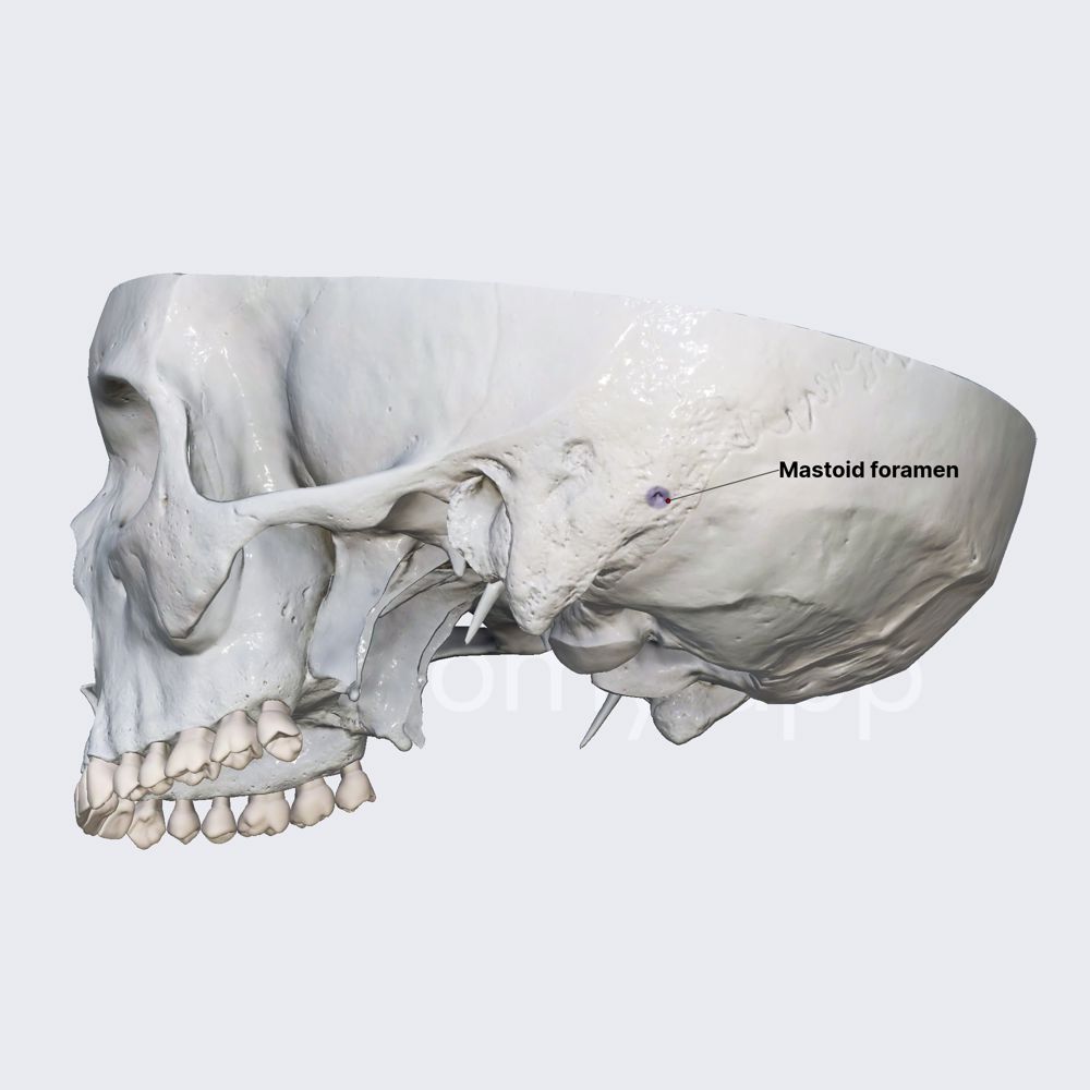 Mastoid foramen 