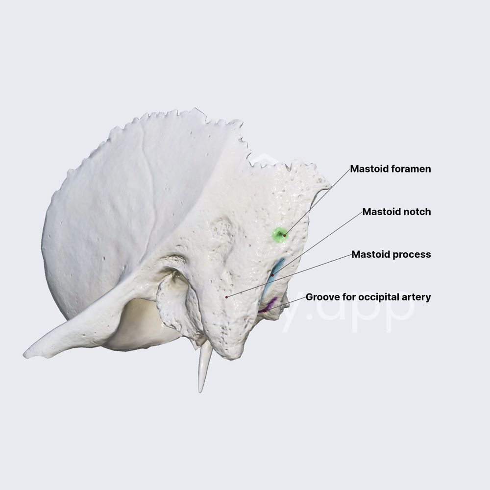 Mastoid part of temporal bone