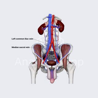 Median sacral vein (medial sacral vein) image