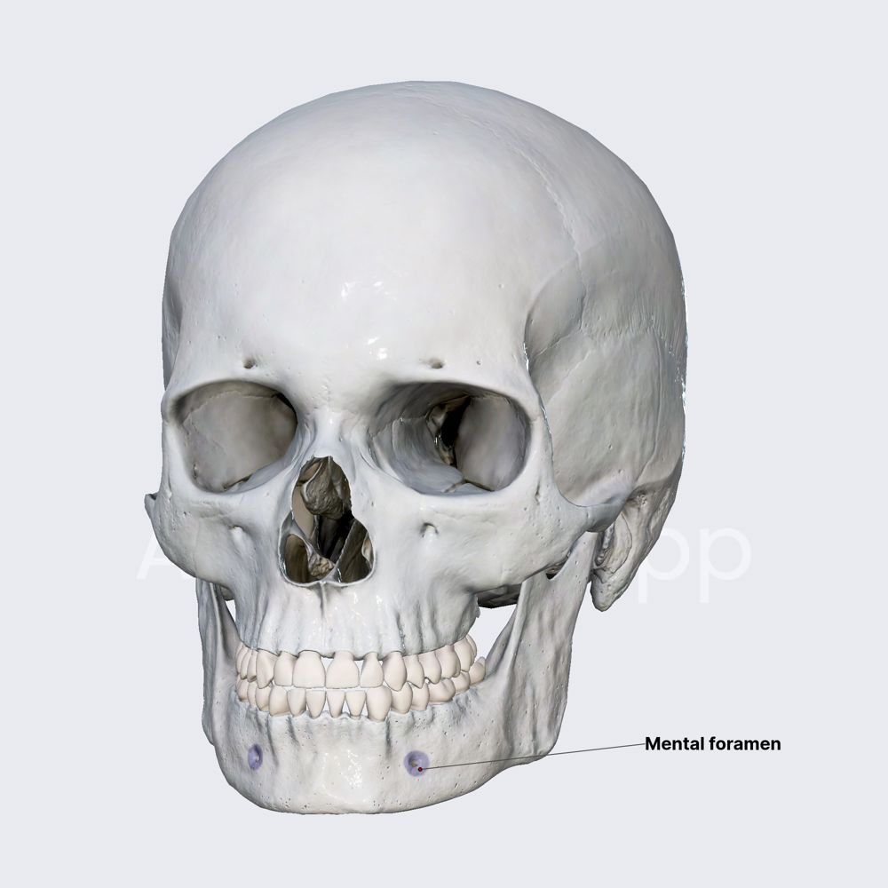 Mental foramen