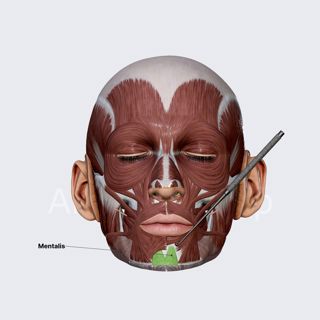 Mentalis image