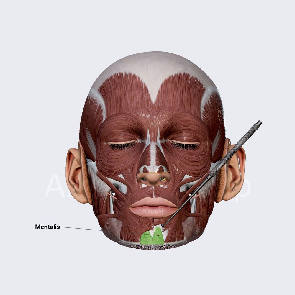 Mentalis