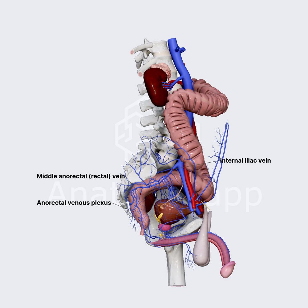 Middle anorectal (rectal) veins