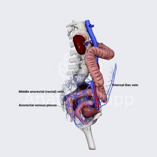 Middle anorectal (rectal) veins (female pelvis) image