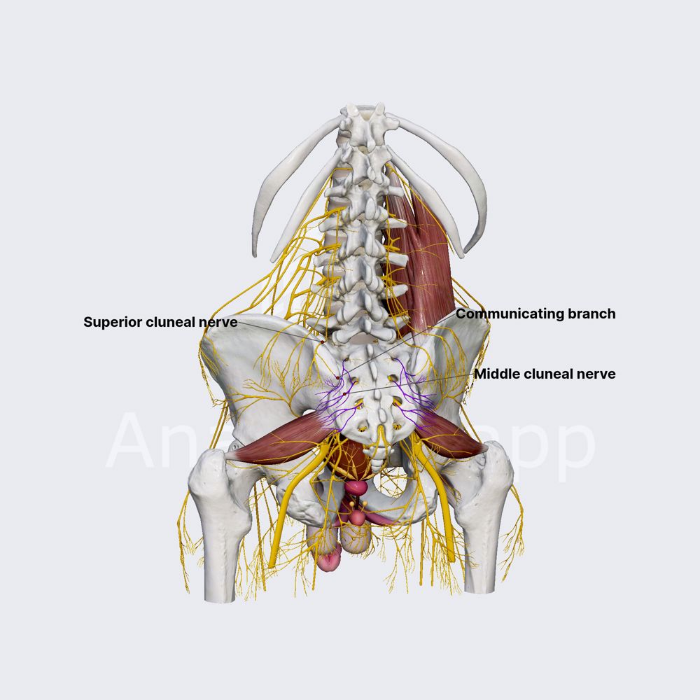 Middle cluneal nerves (middle gluteal cutaneous nerves)