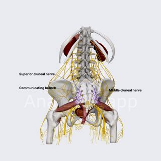 Middle cluneal nerves (middle gluteal cutaneous nerves; female pelvis) image